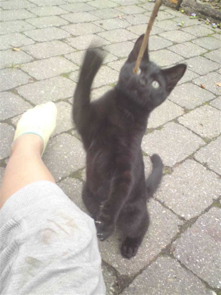 Huskat Baby/panter billede 14