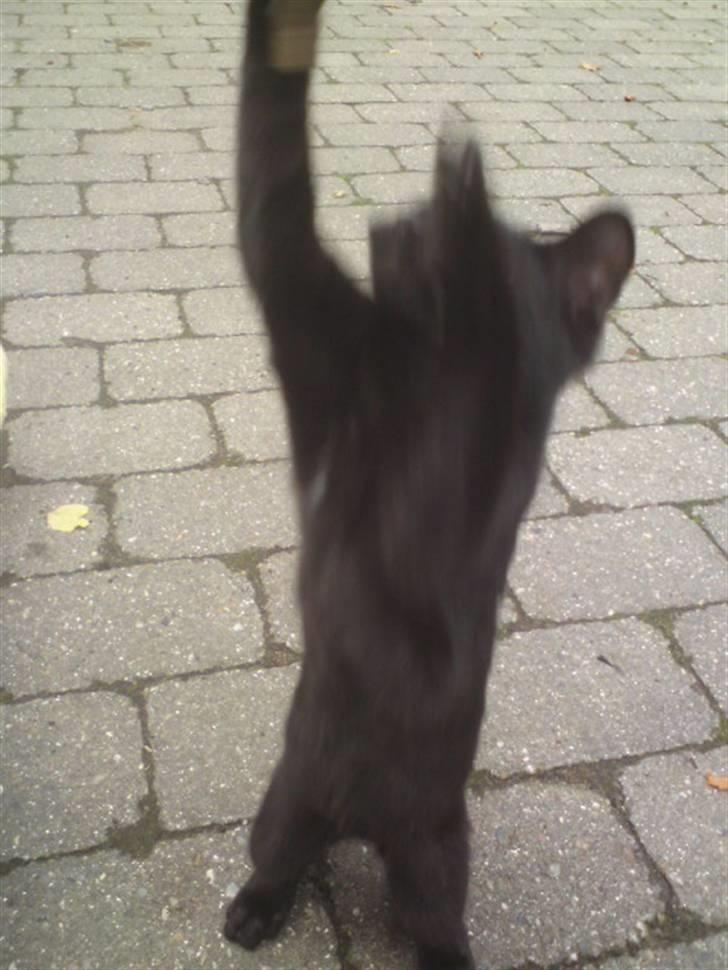 Huskat Baby/panter billede 15