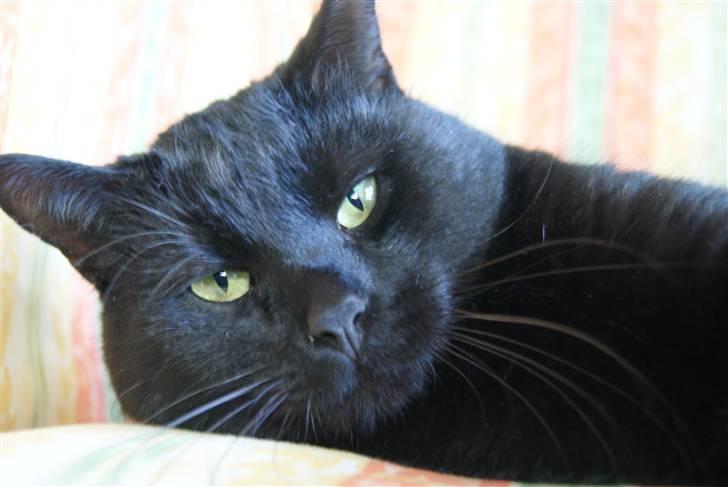 Huskat Baby/panter billede 11