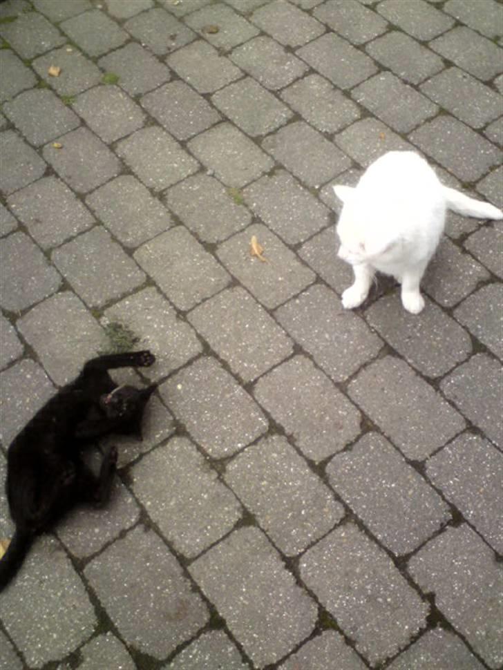 Huskat Baby/panter - kulok tænker: hvad fanden har du gang i lille ven:P billede 16