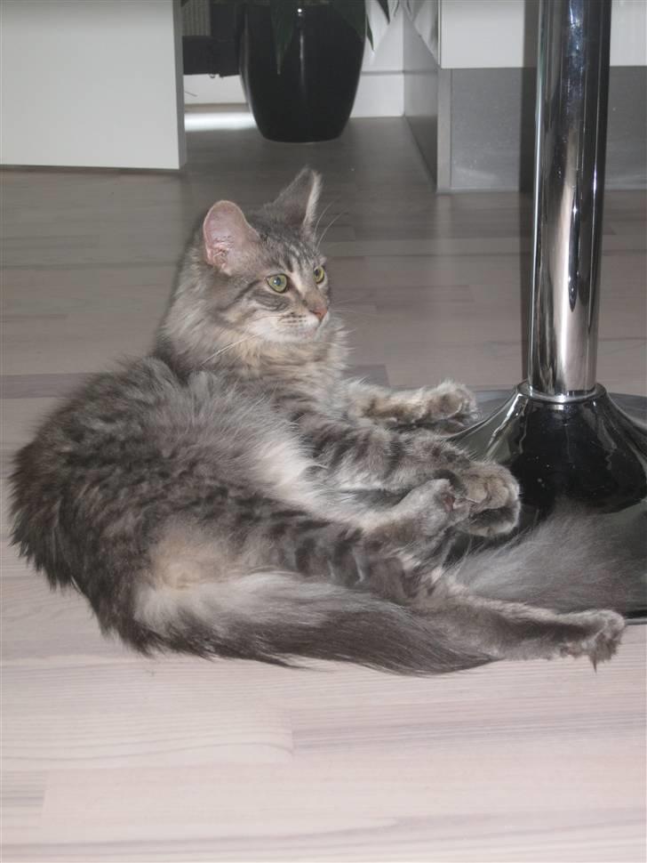 Maine Coon Bøllemis - Det er rigtigt nok!! Det er mig som er kongen derhjemme :) billede 1