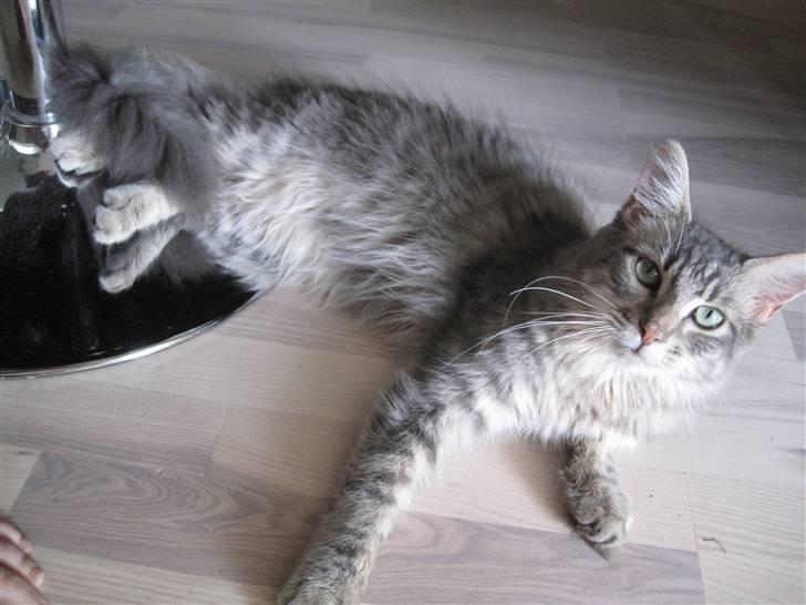 Maine Coon Bøllemis billede 2