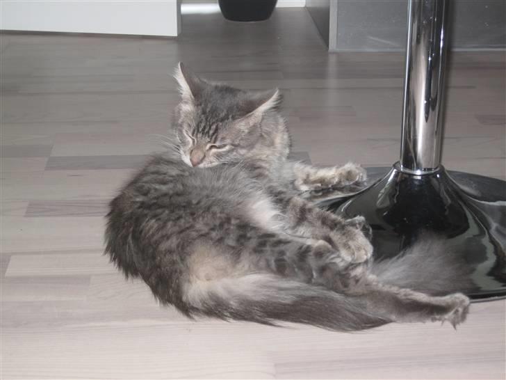 Maine Coon Bøllemis billede 3