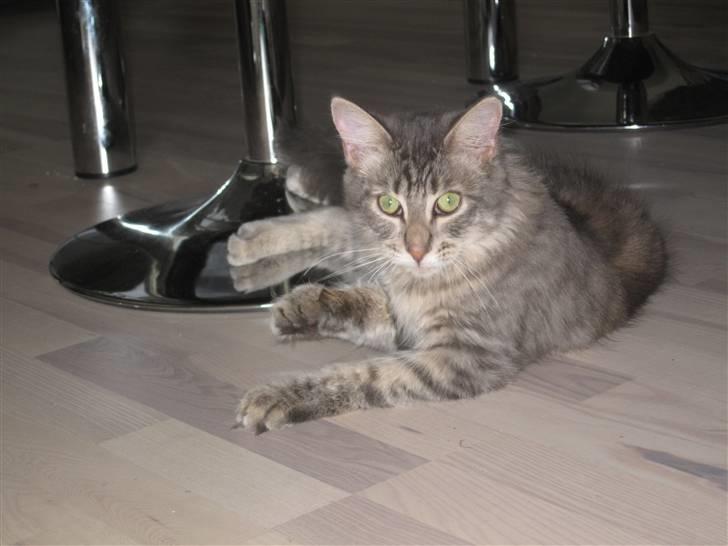 Maine Coon Bøllemis billede 4