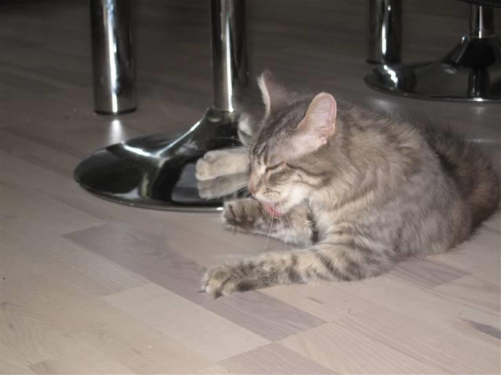 Maine Coon Bøllemis billede 5