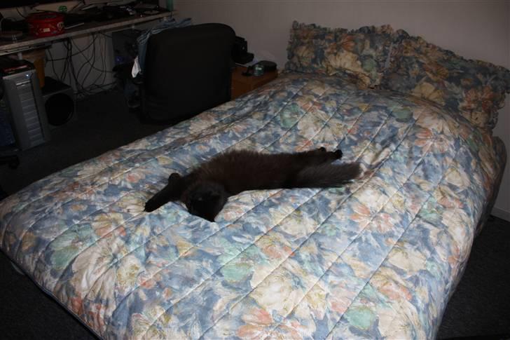 Blanding af racer Buster Nielsen - jeg kan næsten fylde hele mor og fars 3/4 seng billede 5