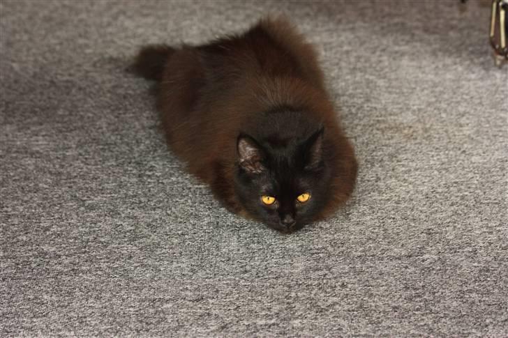 Blanding af racer Buster Nielsen - ligger på lur billede 6