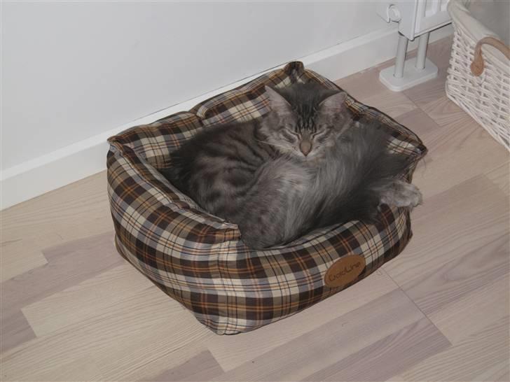 Maine Coon Bøllemis - Se mig i min killingekurv billede 6