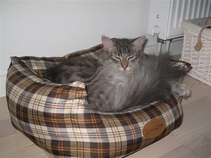 Maine Coon Bøllemis - Mor og far har bare ikke set, at den er lidt for lille til mig :) billede 7