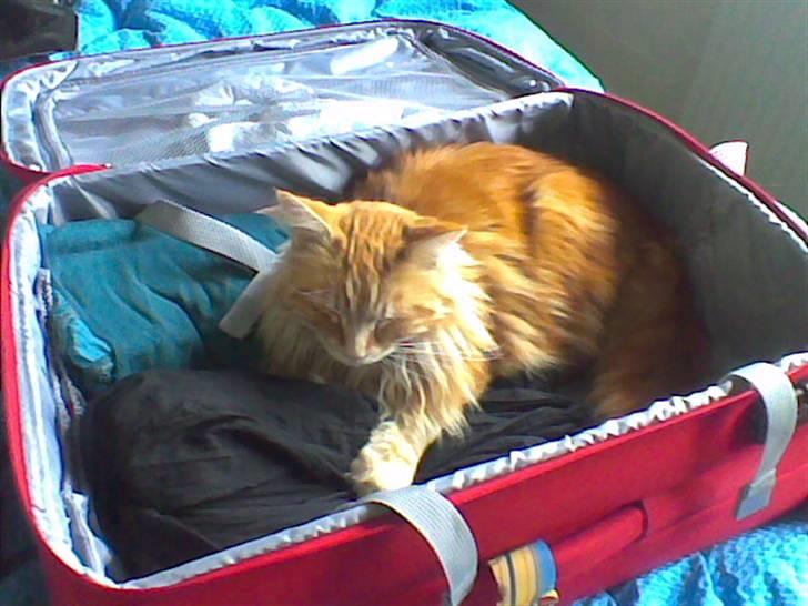 Maine Coon Laban  - Jeeg vil meeed næste gang i rejser :´/ billede 11