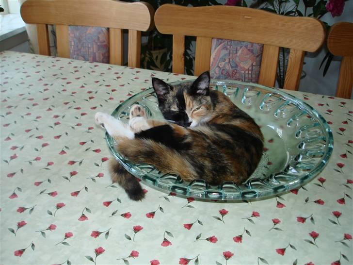 Huskat Candy - det er da den bedste skål  billede 7