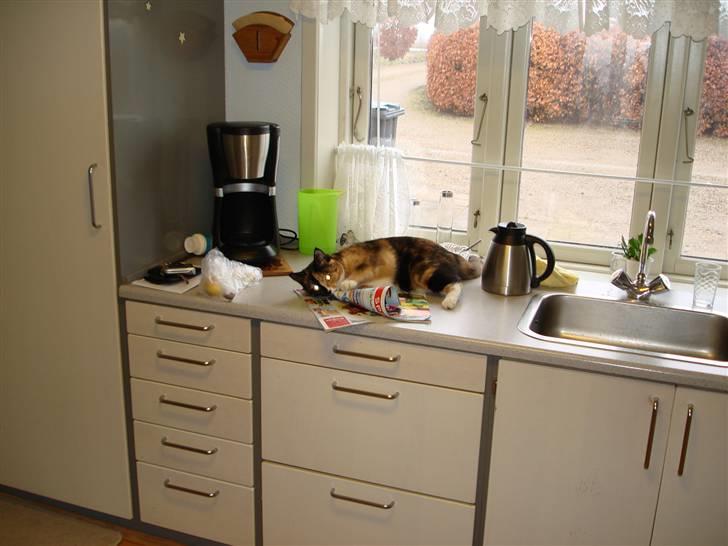 Huskat Candy - bordet er heller ikke dårlig. billede 8