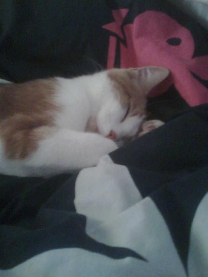 Huskat Sofus- Muglivis død?<3.  - jeg er træt:D... billede 1