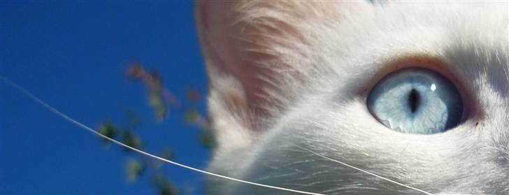 Blanding af racer Miss Minë (Kat) - "Hihi, himlen er blå; lige så mine øjne!" billede 18