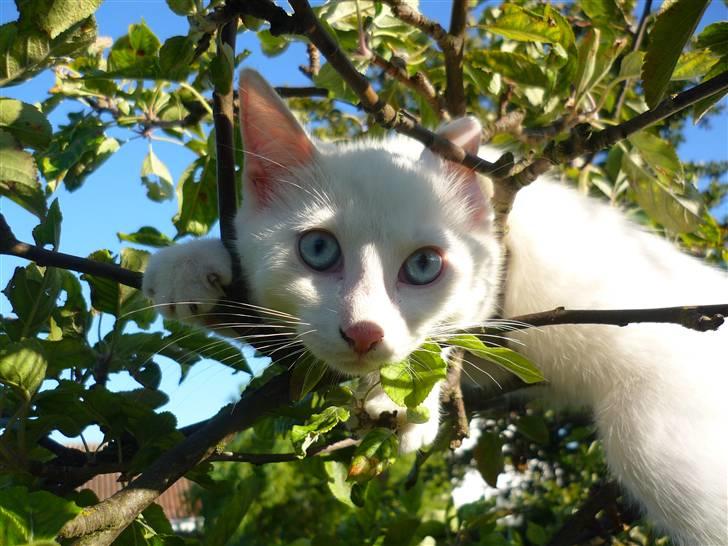 Blanding af racer Miss Minë (Kat) - "Uuh, det er så dejligt at ligge og dase i det gamle æbletræ..." ^^ billede 19