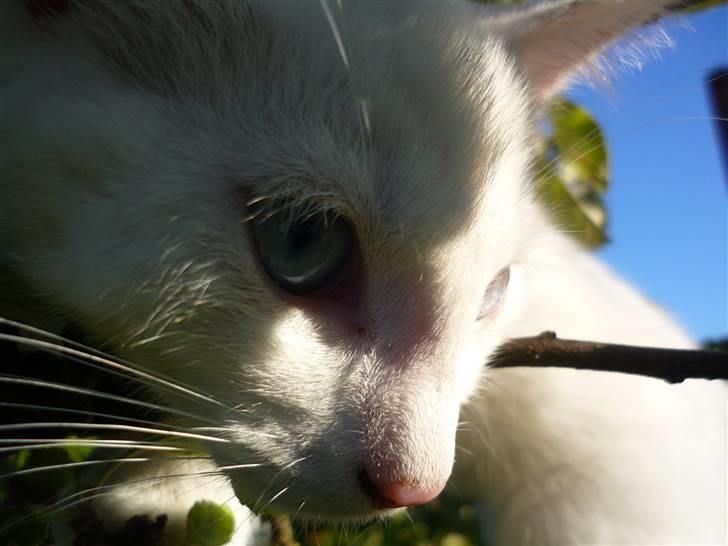Blanding af racer Miss Minë (Kat) - "Tak for kigget, læg venligst en kommentar og en bedømmelse..." billede 20