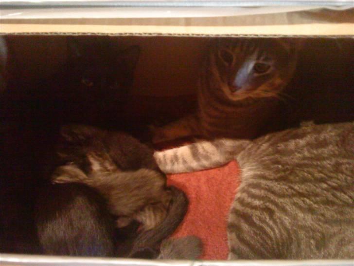 Huskat lillefisen billede 2