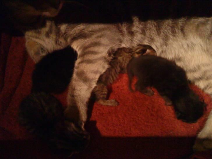 Huskat lillefisen billede 3