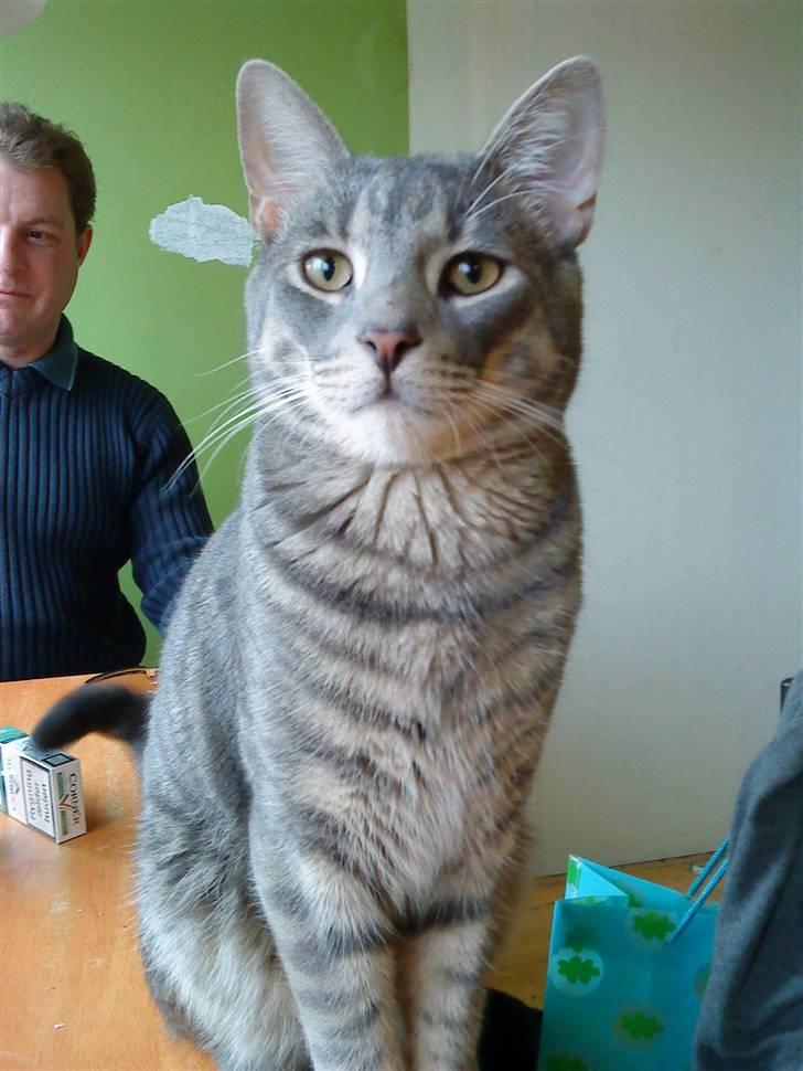 Huskat lillefisen billede 4