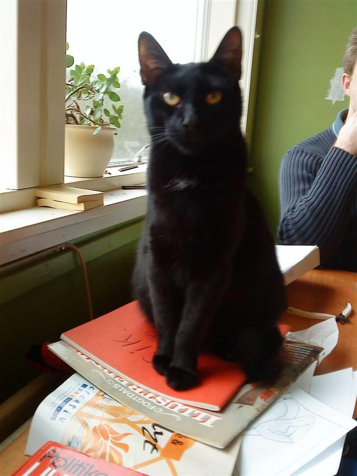 Huskat kelly billede 1