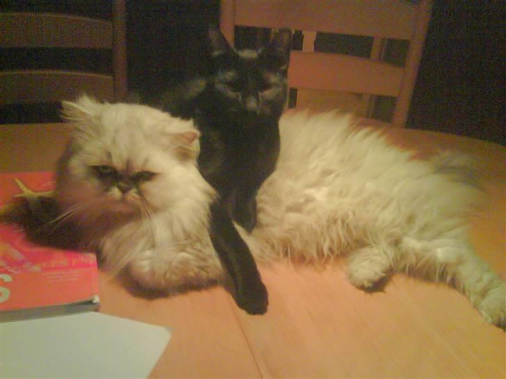 Huskat kelly billede 2