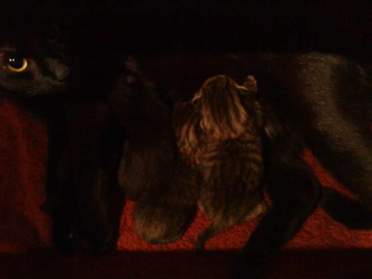 Huskat kelly billede 4