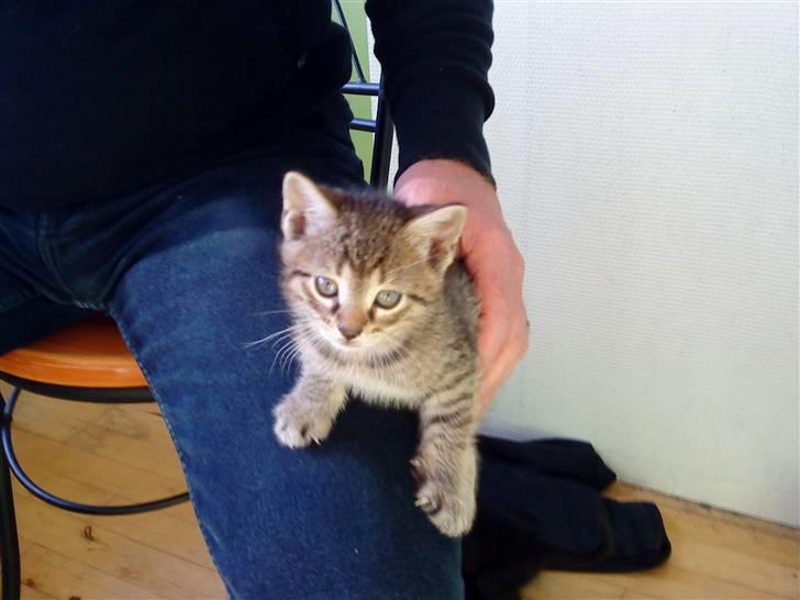 Huskat anton billede 1