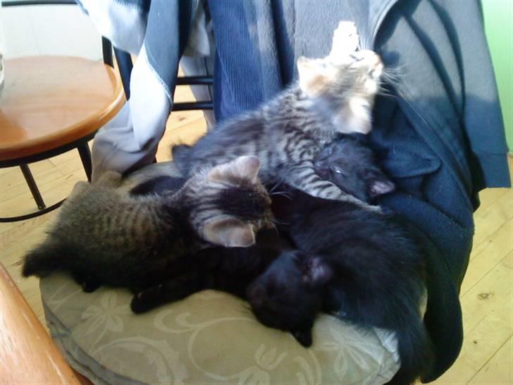 Huskat anton billede 2