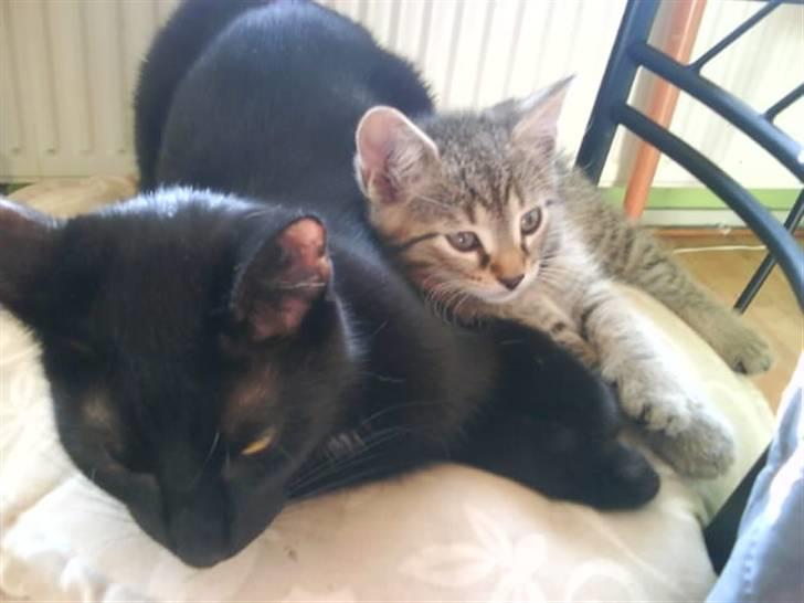 Huskat anton billede 3