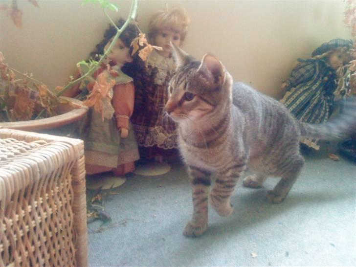 Huskat anton billede 4