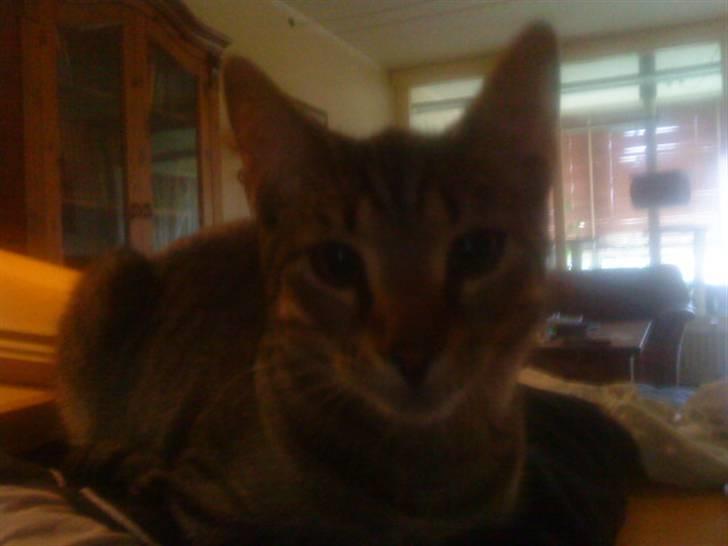 Huskat anton billede 5