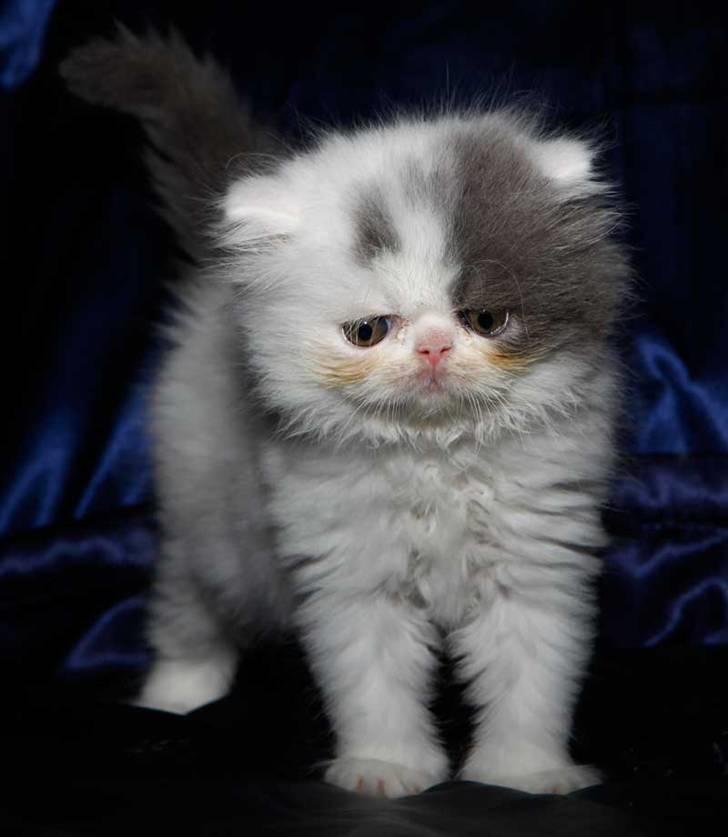 Perser Ferdinand billede 1