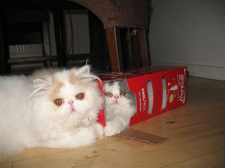 Perser Ferdinand billede 2