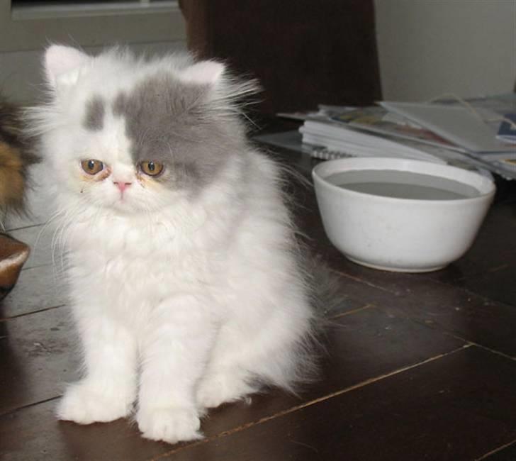 Perser Ferdinand billede 3