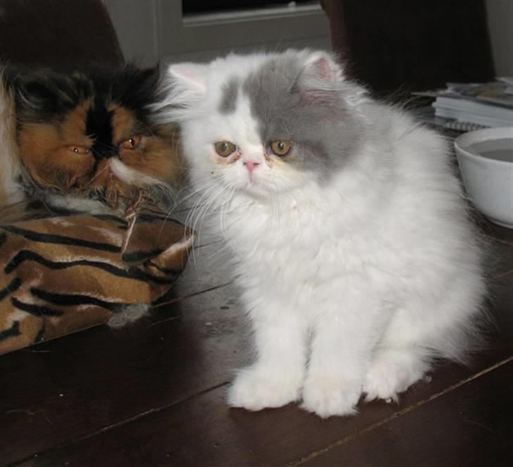 Perser Ferdinand billede 4