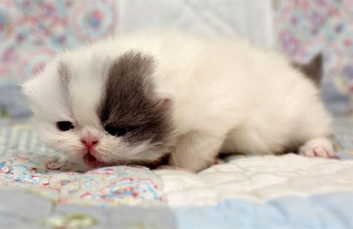 Perser Ferdinand billede 5