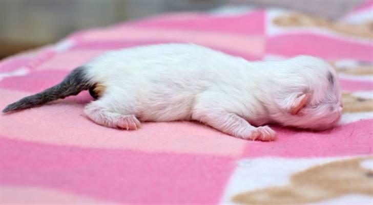 Perser Ferdinand billede 6