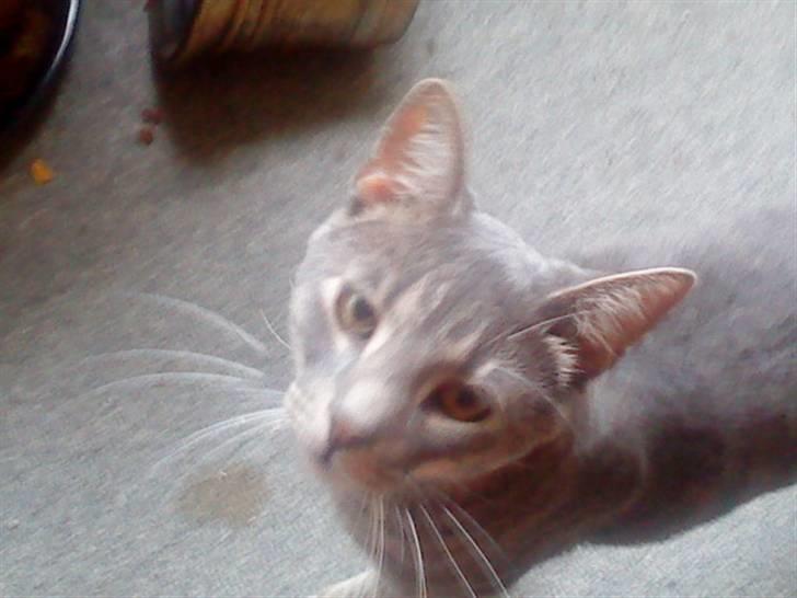 Huskat lillefisen billede 5