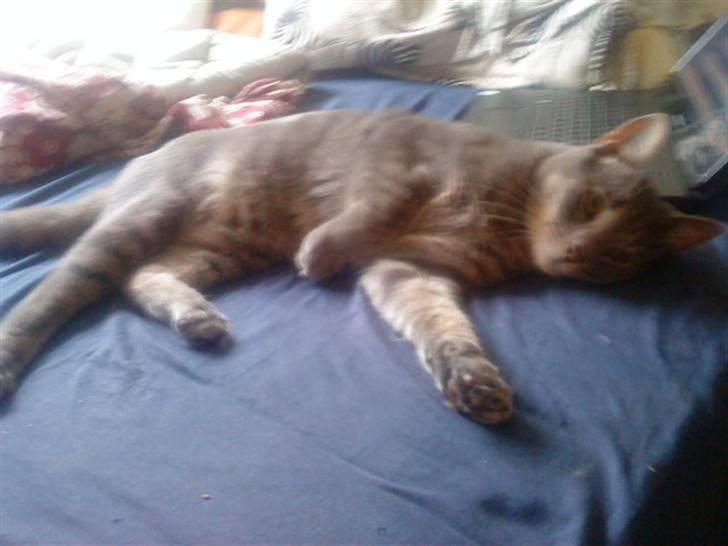 Huskat lillefisen billede 7