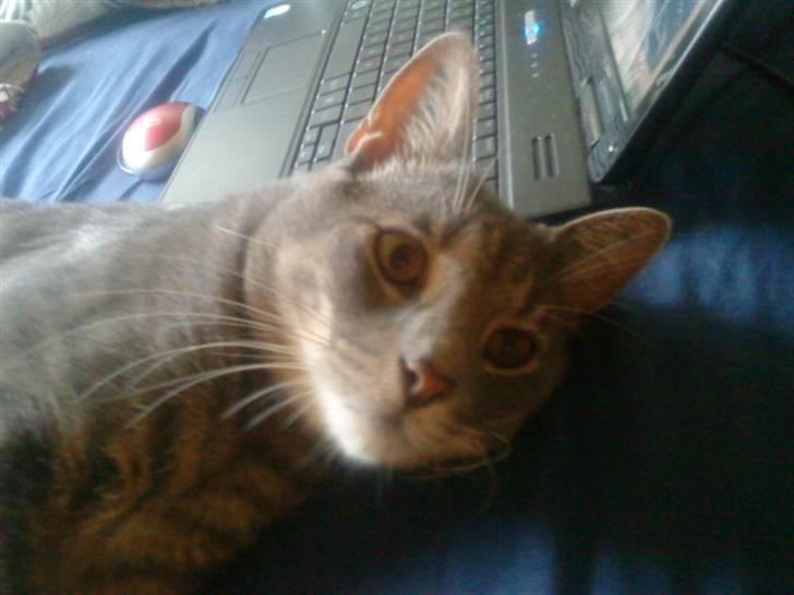 Huskat lillefisen billede 8