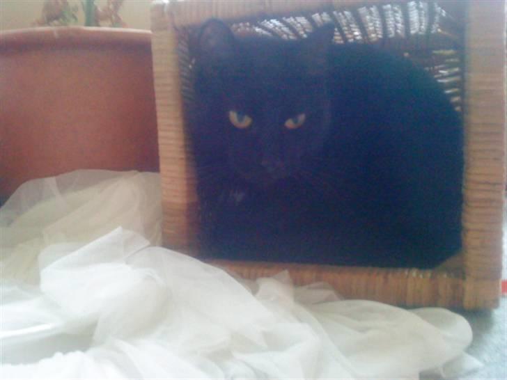 Huskat kelly billede 6