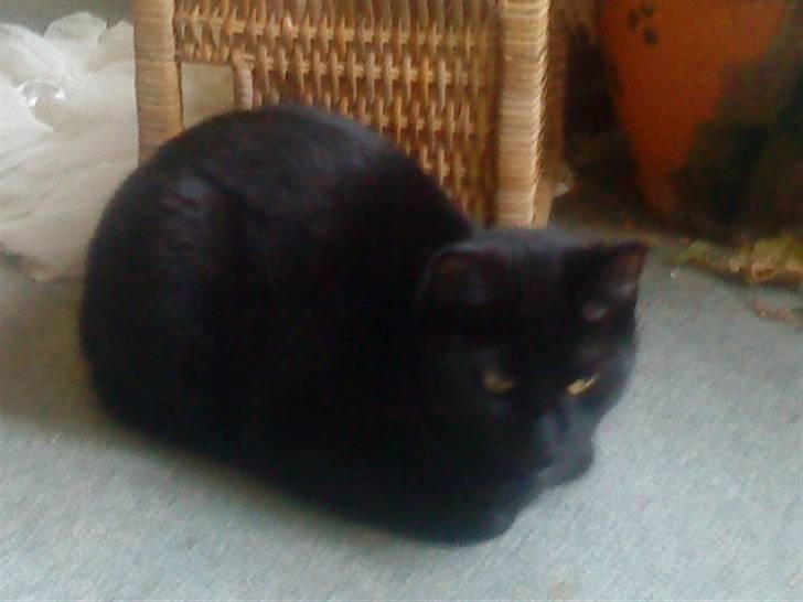 Huskat kelly billede 7