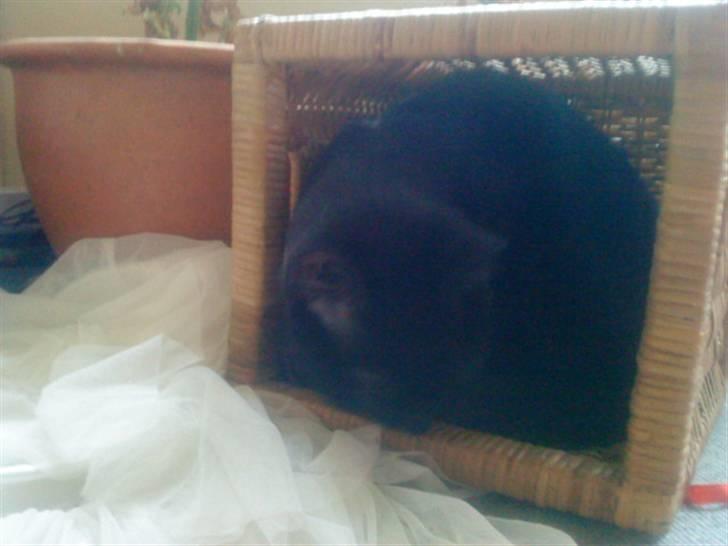 Huskat kelly billede 8