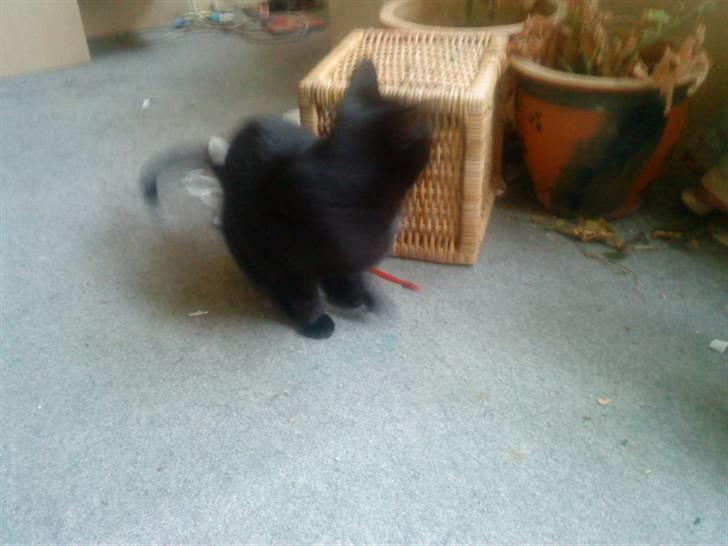 Huskat kelly billede 9