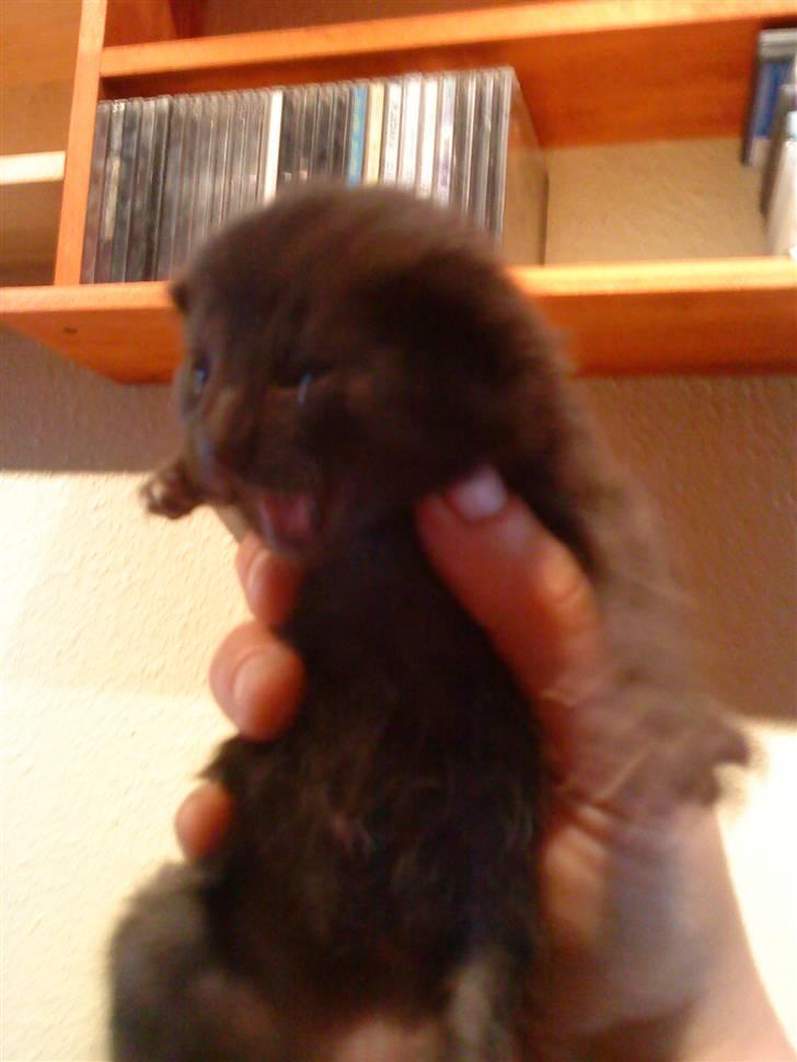 Huskat emil billede 2