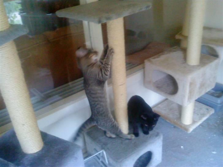 Huskat emil billede 3