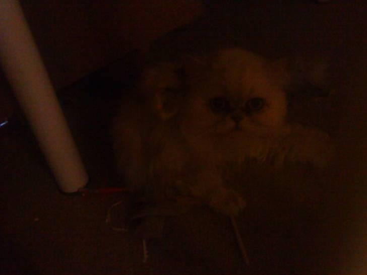 Huskat bacardi billede 1