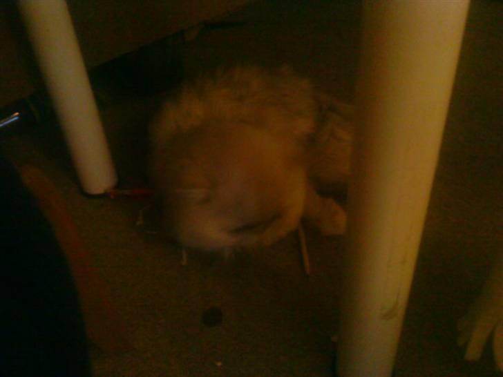 Huskat bacardi billede 2