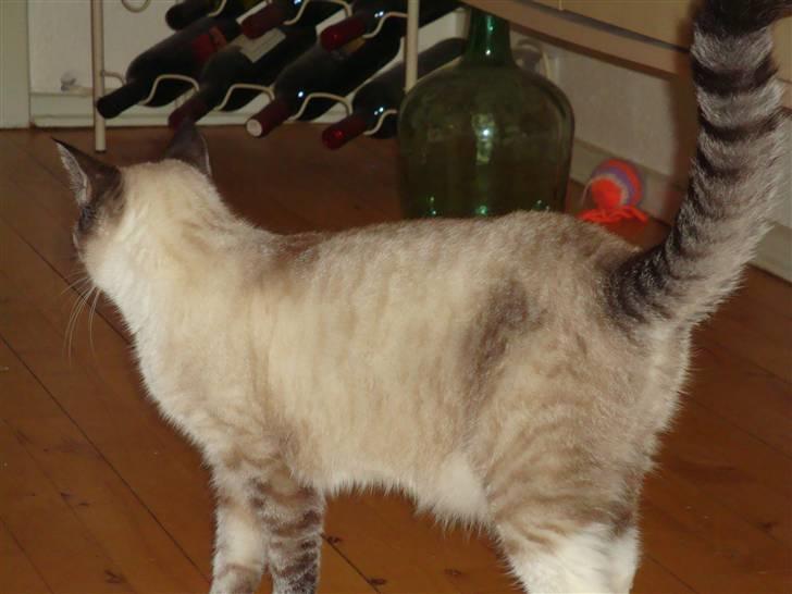 Huskat Tulle billede 6