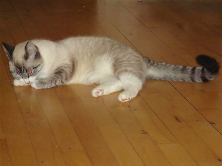 Huskat Tulle billede 7